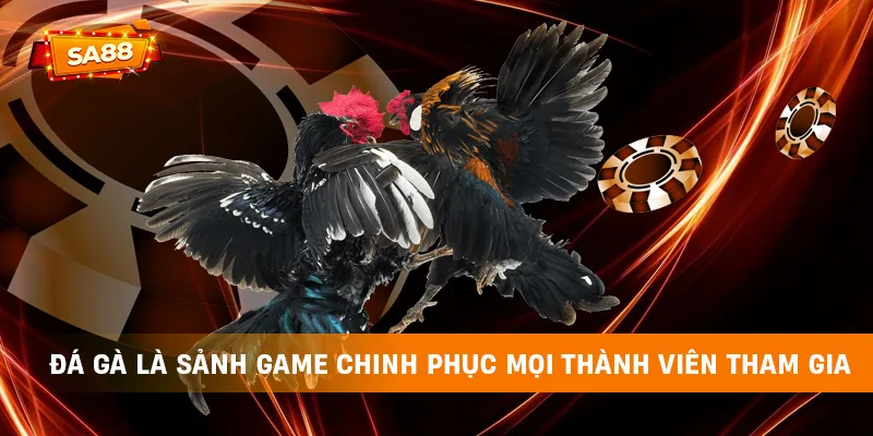 Đá gà là sảnh game chinh phục mọi thành viên tham gia